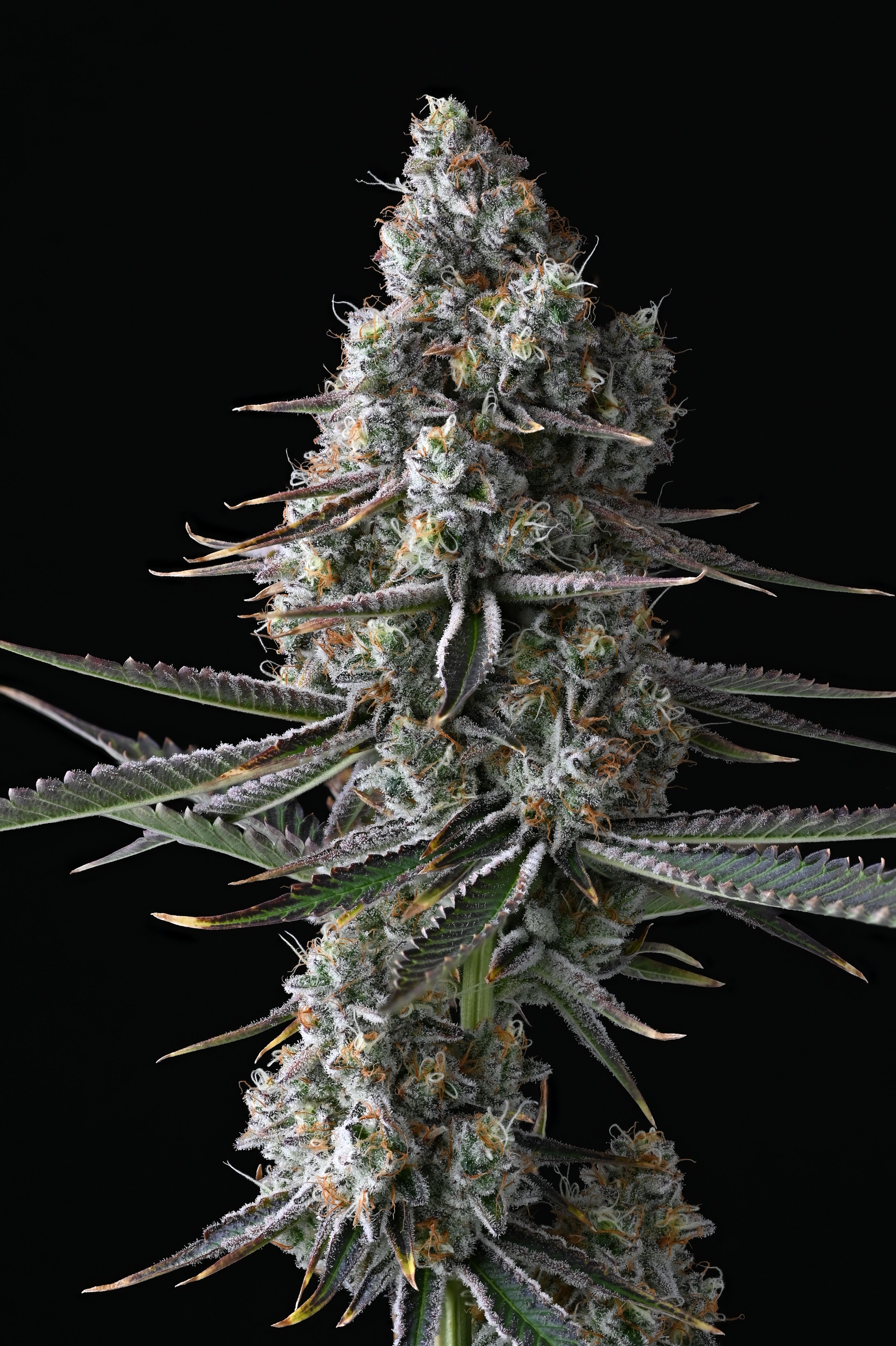 Pineapple Jam image 2