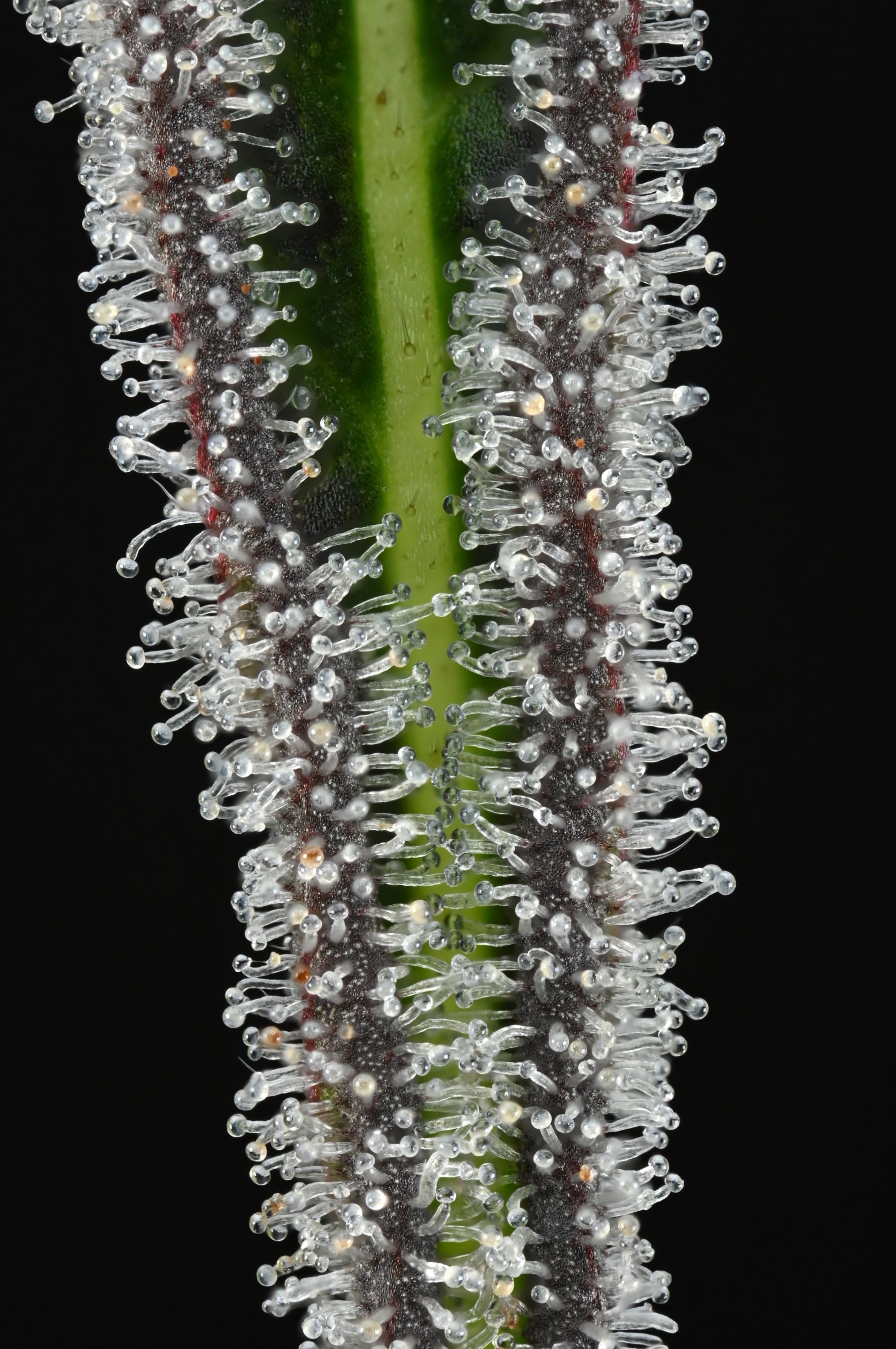 Pineapple Jam image 1