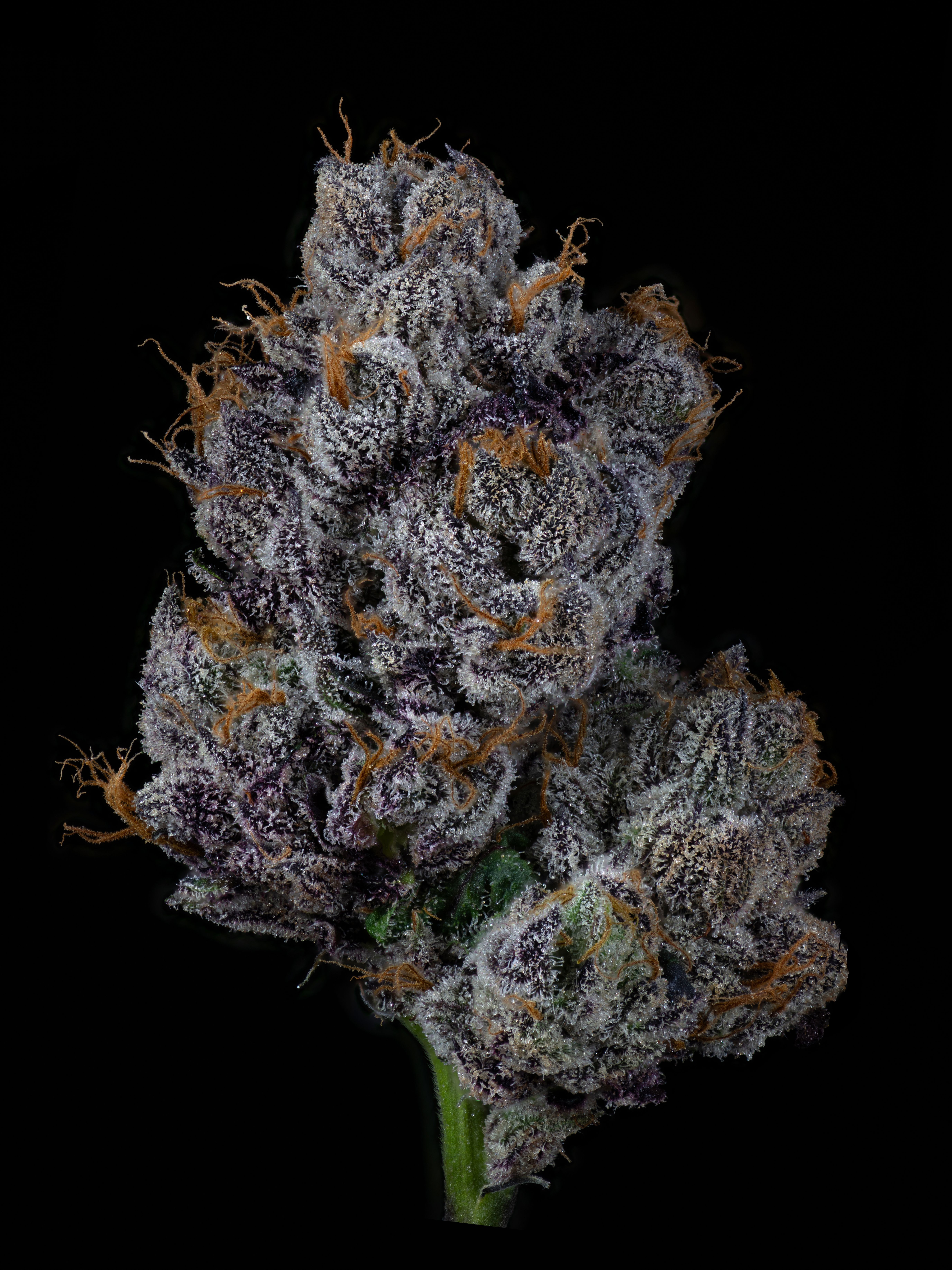 Z-Topia gallery image 1